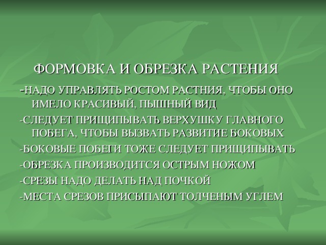 НАДО УПРАВЛЯТЬ РОСТОМ РАСТНИЯ, ЧТОБЫ ОНО ИМЕЛО КРАСИВЫЙ, ПЫШНЫЙ ВИД -СЛЕДУЕТ ПРИЩИПЫВАТЬ ВЕРХУШКУ ГЛАВНОГО ПОБЕГА, ЧТОБЫ ВЫЗВАТЬ РАЗВИТИЕ БОКОВЫХ -БОКОВЫЕ ПОБЕГИ ТОЖЕ СЛЕДУЕТ ПРИЩИПЫВАТЬ -ОБРЕЗКА ПРОИЗВОДИТСЯ ОСТРЫМ НОЖОМ -СРЕЗЫ НАДО ДЕЛАТЬ НАД ПОЧКОЙ -МЕСТА СРЕЗОВ ПРИСЫПАЮТ ТОЛЧЕНЫМ УГЛЕМ