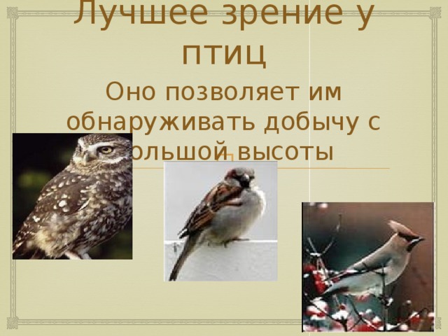 Лучшее зрение у птиц Оно позволяет им обнаруживать добычу с большой высоты