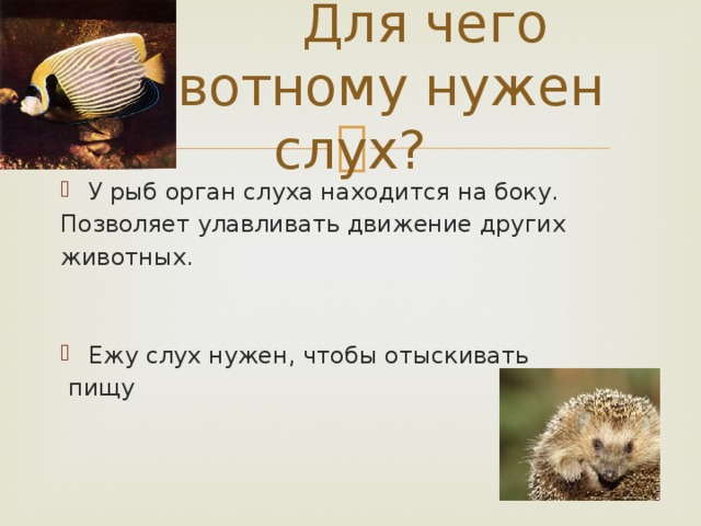 Для чего животному нужен слух? У рыб орган слуха находится на боку. Позволяет улавливать движение других животных. Ежу слух нужен, чтобы отыскивать  пищу