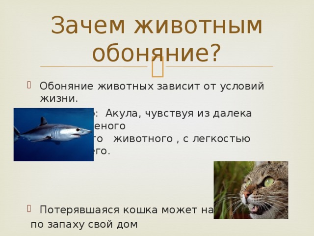 Зачем животным обоняние? Обоняние животных зависит от условий жизни. Например: Акула, чувствуя из далека запах раненого животного животного , с легкостью находит его. Потерявшаяся кошка может найти  по запаху свой дом