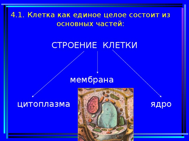 4.1.  Клетка как единое целое состоит из основных частей: СТРОЕНИЕ КЛЕТКИ   мембрана цитоплазма ядро