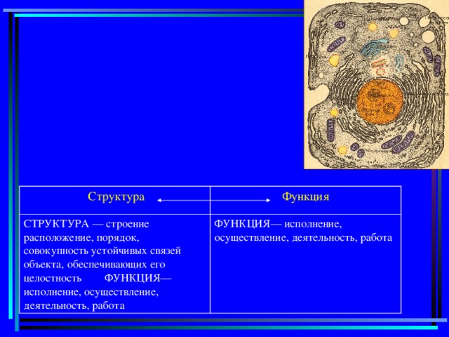 Структура СТРУКТУРА — строение расположение, порядок, совокупность устойчивых связей объекта, обеспечивающих его целостность ФУНКЦИЯ— исполнение, осуществление, деятельность, работа Функция ФУНКЦИЯ— исполнение, осуществление, деятельность, работа