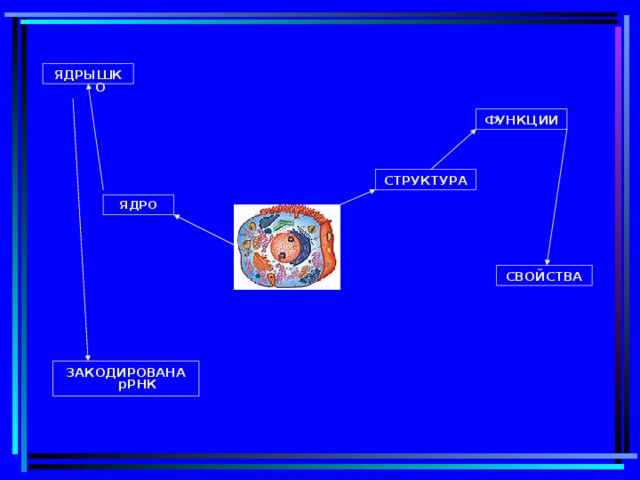 ЯДРЫШКО ФУНКЦИИ СТРУКТУРА ЯДРО СВОЙСТВА ЗАКОДИРОВАНА рРНК