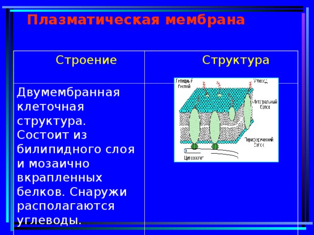 Плазматическая мембрана  Строение  Структура Двумембранная клеточная структура. Состоит из билипидного слоя и мозаично вкрапленных белков. Снаружи располагаются углеводы.