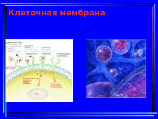 Клеточная мембрана