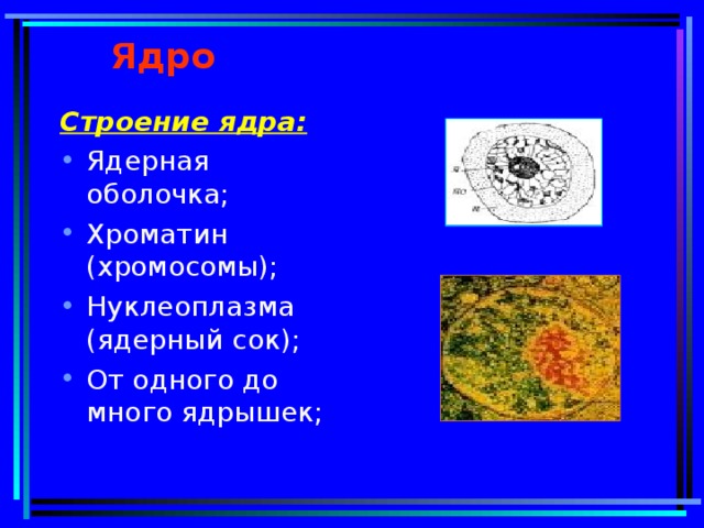 Ядро олова. Строение ядра. Строение ядра клетки. Ядро и ядрышко строение. Ядро ядерная оболочка ядерный сок ядрышки хроматин и хромосомы.