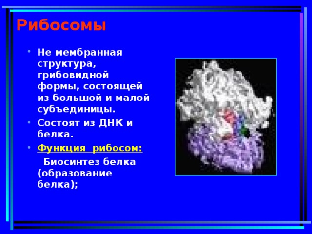 Рибосомы Не мембранная структура, грибовидной формы, состоящей из большой и малой субъединицы. Состоят из ДНК и белка. Функция рибосом:  Биосинтез белка (образование белка);