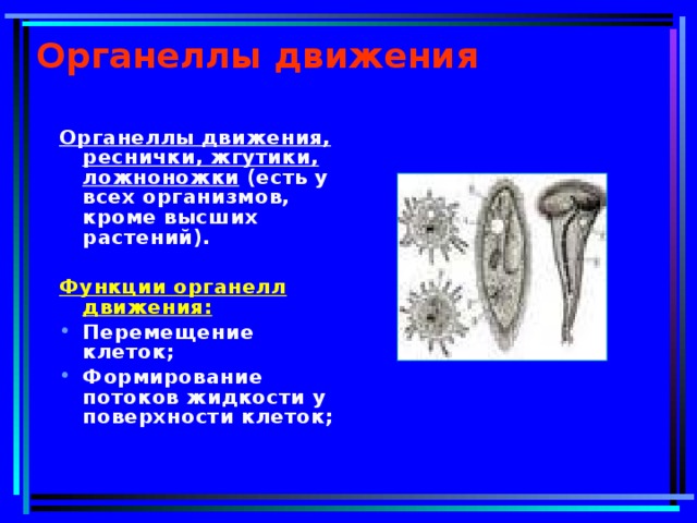 Органеллы движения  Органеллы движения, реснички, жгутики, ложноножки (есть у всех организмов, кроме высших растений).  Функции органелл движения: