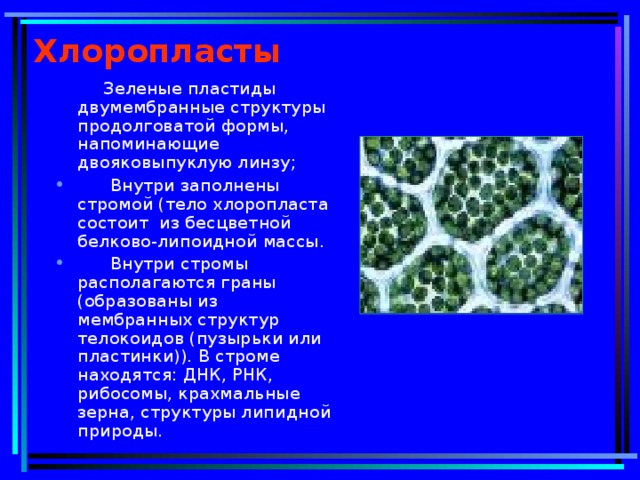 Хлоропласты  Зеленые пластиды двумембранные структуры продолговатой формы, напоминающие двояковыпуклую линзу;