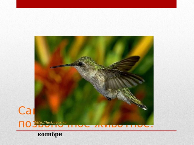 Самое маленькое позвоночное животное: колибри