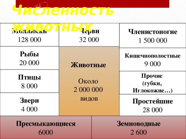 Численность животных Черви 32 000 Членистоногие 1 500 000 Моллюски 128 000 Животные Около 2 000 000 видов Рыбы 20 000 Кишечнополостные 9 000 Птицы 8 000 Прочие (губки, Иглокожие…) Звери 4 000 Простейшие 28 000 Земноводные 2 600 Пресмыкающиеся 6000