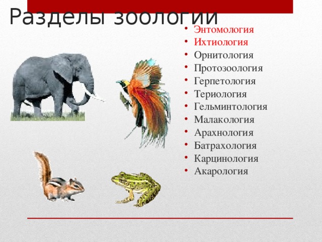 Разделы зоологии