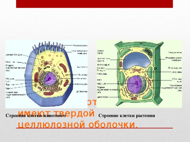 1.Клетки животных не имеют твердой целлюлозной оболочки. Строение клетки животного Строение клетки растения