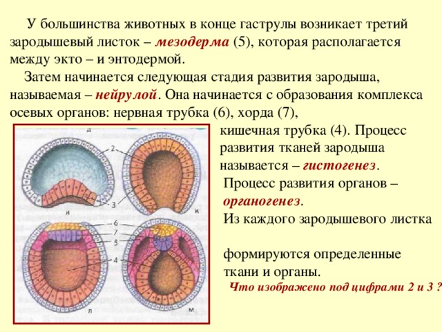 Spore фрагменты на этапе клетка