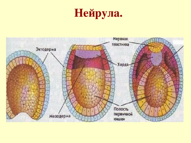 Нейрула .