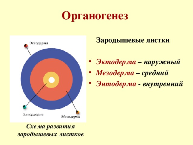 Органогенез  Зародышевые листки Эктодерма – наружный Мезодерма – средний Энтодерма - внутренний Схема развития зародышевых листков