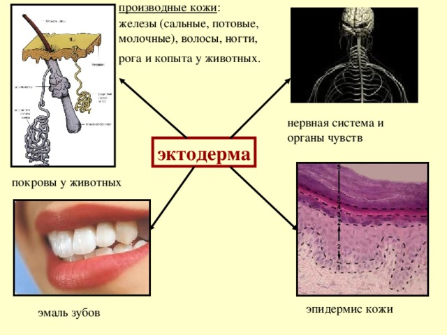 производные кожи :  железы (сальные, потовые, молочные), волосы, ногти, рога и копыта у животных.  нервная система и органы чувств эктодерма покровы у животных  эпидермис кожи эмаль зубов