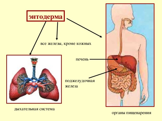 энтодерма все железы, кроме кожных печень поджелудочная железа дыхательная система органы пищеварения