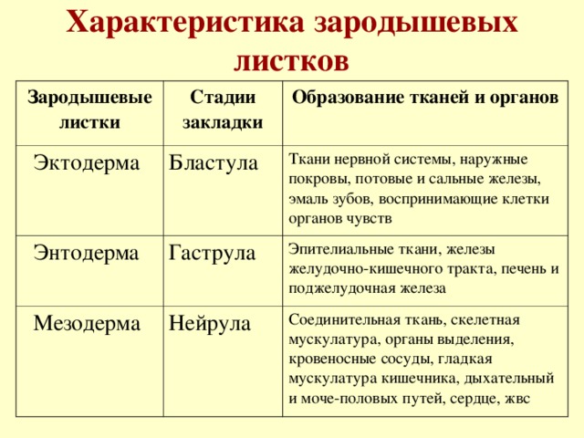 Характеристика зародышевых листков Зародышевые листки Стадии закладки Эктодерма Образование тканей и органов Бластула Энтодерма Ткани нервной системы, наружные покровы, потовые и сальные железы, эмаль зубов, воспринимающие клетки органов чувств Гаструла Мезодерма Эпителиальные ткани, железы желудочно-кишечного тракта, печень и поджелудочная железа Нейрула Соединительная ткань, скелетная мускулатура, органы выделения, кровеносные сосуды, гладкая мускулатура кишечника, дыхательный и моче-половых путей, сердце, жвс