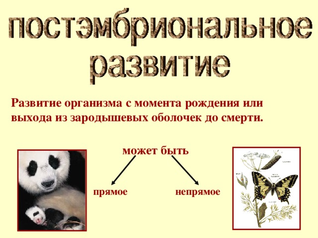 Развитие организма с момента рождения или выхода из зародышевых оболочек до смерти. может быть прямое непрямое