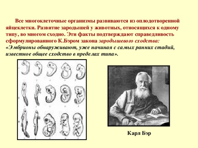 Все многоклеточные организмы развиваются из оплодотворенной яйцеклетки. Развитие зародышей у животных, относящихся к одному типу, во многом сходно. Эти факты подтверждают справедливость сформулированного К.Бэром закона зародышевого сходства:  «Эмбрионы обнаруживают, уже начиная с самых ранних стадий, известное общее сходство в пределах типа». Карл Бэр