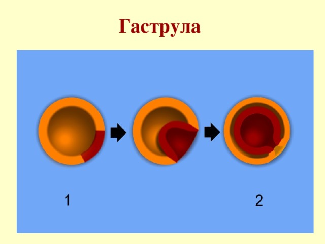 Гаструла