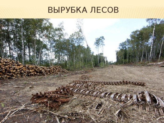 Вырубка лесов