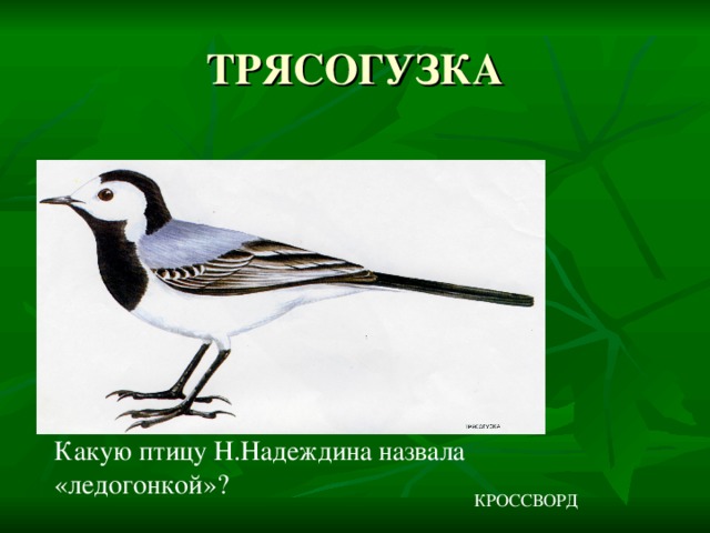 Какую птицу Н.Надеждина назвала «ледогонкой»? КРОССВОРД