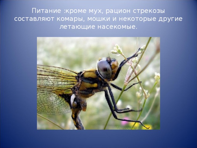 Питание :кроме мух, рацион стрекозы составляют комары, мошки и некоторые другие летающие насекомые.