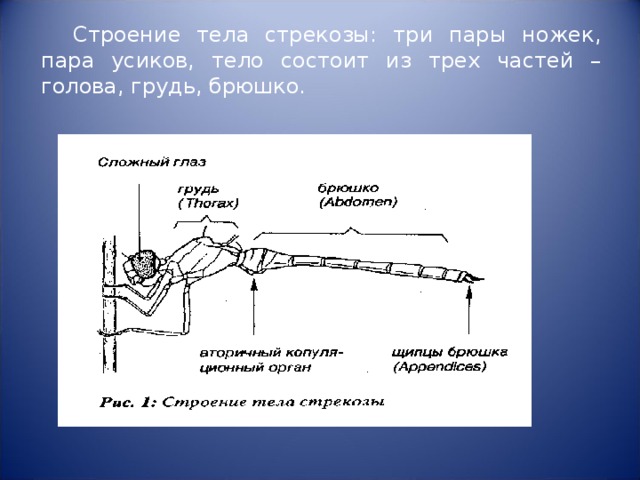 Строение тела стрекозы: три пары ножек, пара усиков, тело состоит из трех частей – голова, грудь, брюшко.