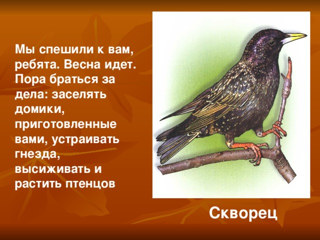 Мы спешили к вам, ребята. Весна идет. Пора браться за дела: заселять домики, приготовленные вами, устраивать гнезда, высиживать и растить птенцов Скворец