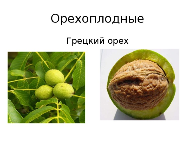 Орехоплодные Грецкий орех