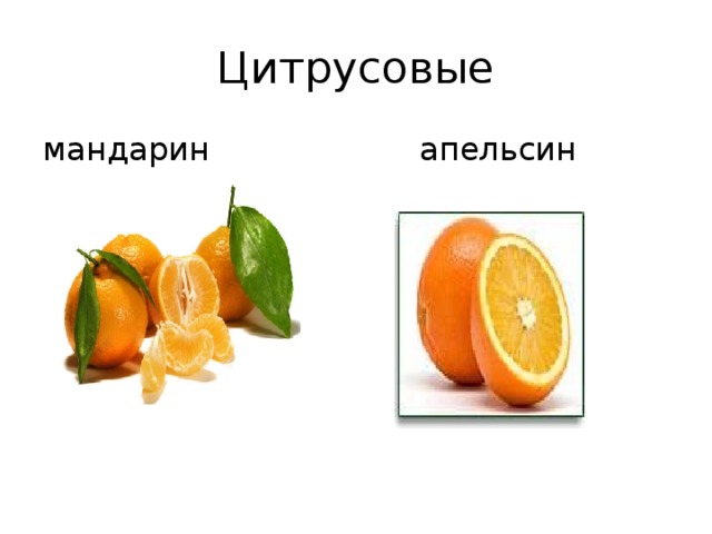 Цитрусовые мандарин  апельсин