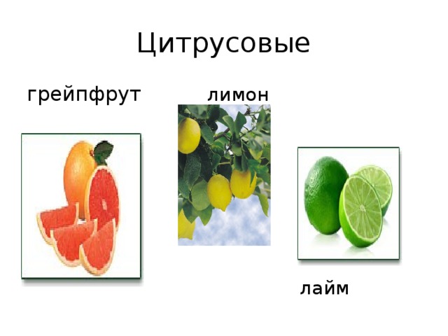 Цитрусовые грейпфрут лимон  лайм