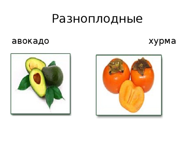 Разноплодные авокадо хурма