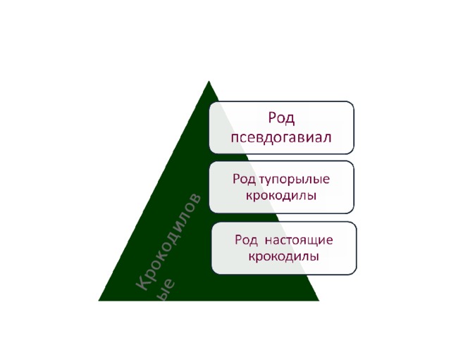 Крокодиловые