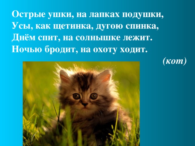 Острые ушки, на лапках подушки,  Усы, как щетинка, дугою спинка,  Днём спит, на солнышке лежит.  Ночью бродит, на охоту ходит.  (кот)