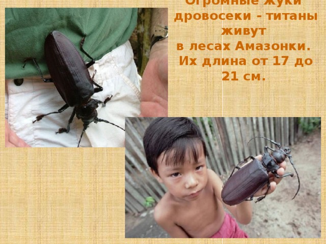 Огромные жуки дровосеки - титаны живут в лесах Амазонки. Их длина от 17 до 21 см.