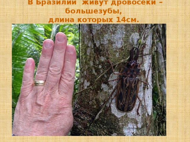 В Бразилии живут дровосеки – большезубы,  длина которых 14см.