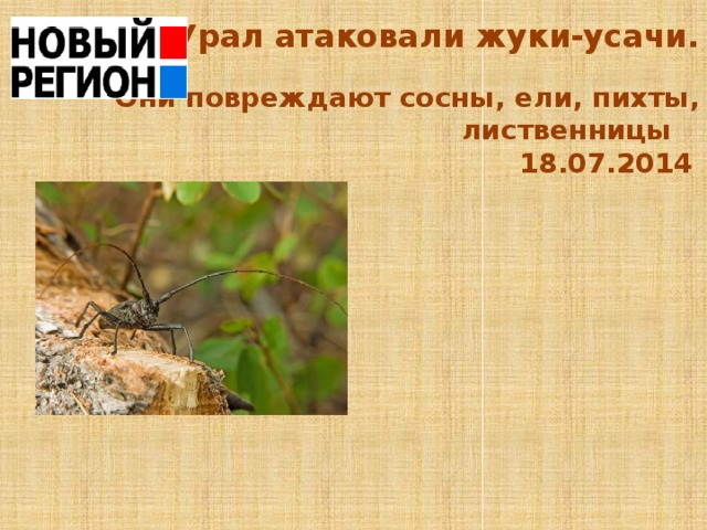 Южный Урал атаковали жуки-усачи.    Они повреждают сосны, ели, пихты, лиственницы     18.07.2014  