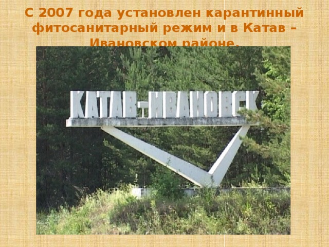 С  2007 года установлен карантинный фитосанитарный режим и в Катав – Ивановском районе.