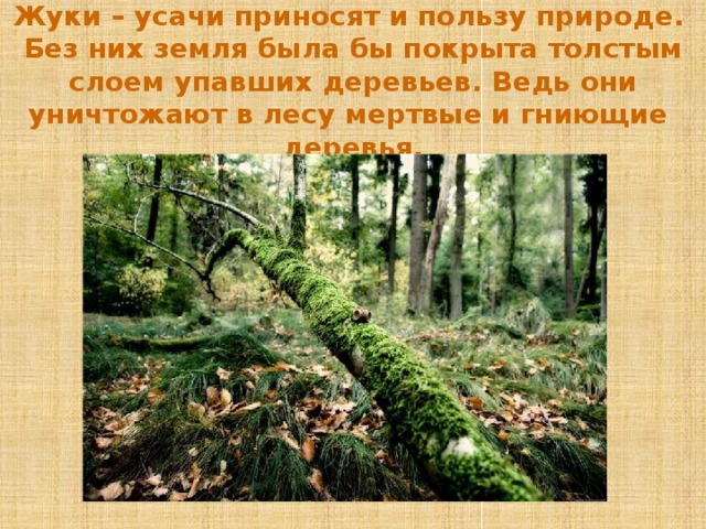 Жуки – усачи приносят и пользу природе.  Без них земля была бы покрыта толстым слоем упавших деревьев. Ведь они уничтожают в лесу мертвые и гниющие деревья.