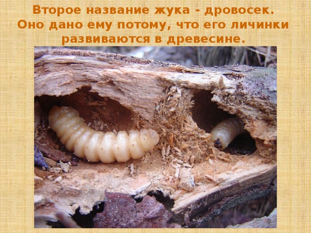 Второе название жука - дровосек. Оно дано ему потому, что его личинки развиваются в древесине.