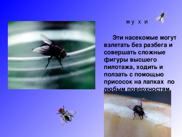 м у х и  Эти насекомые могут взлетать без разбега и совершать сложные фигуры высшего пилотажа, ходить и ползать с помощью присосок на лапках по любым поверхностям.