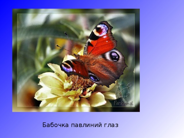 Бабочка павлиний глаз