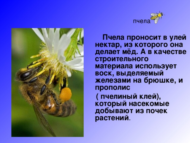 пчела  Пчела проносит в улей нектар, из которого она делает мёд. А в качестве строительного материала использует воск, выделяемый железами на брюшке, и прополис  ( пчелиный клей), который насекомые добывают из почек растений .