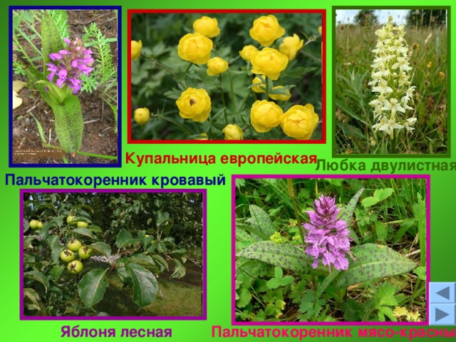 Образован совсем недавно - 23 июля 2009 года в Ядринском районе . Основной охраняемый объект на данной территории — сурок . Флора растений состоит из 183 видов.