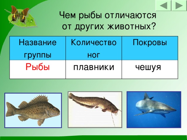 Чем рыбы отличаются  от других животных? Название группы Количество ног Рыбы Покровы плавники чешуя