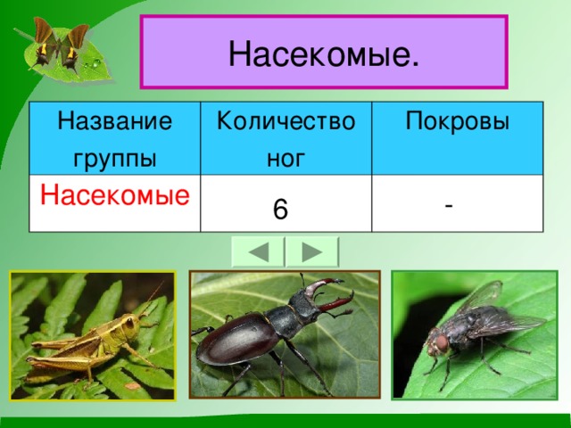 Насекомые. Название группы Количество ног Насекомые Покровы - 6