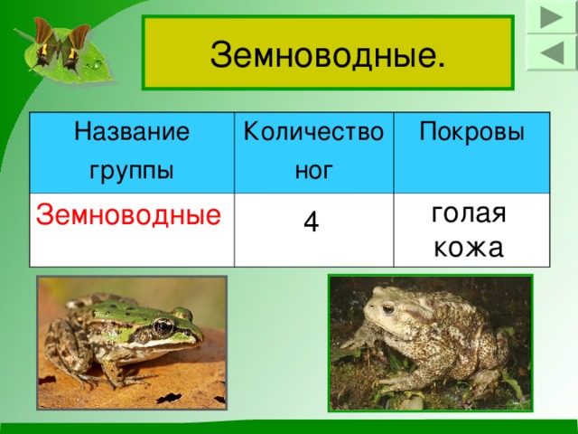 Земноводные. Название группы Количество ног Земноводные Покровы голая кожа 4